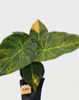 Alocasia 'Regal Shields' variegata