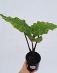 Alocasia Portora Variegata