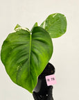 Monstera borsigiana 'Albo'