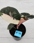 Alocasia macrorrhizos 'plumbea Variegata'