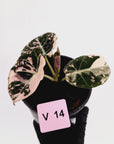 Alocasia reginula 'Black Velvet variegata'