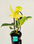 Philodendron pedatum 'Florida Beauty'