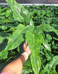 Philodendron minarum Lime Fiddle