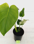 Monstera Deliciosa 'Mint'