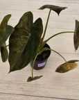 Alocasia ‘wentii’ Variegated - Sale
