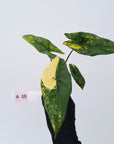 Alocasia ‘Simpo Aurea’ Variegata - Bare Bottom Baby