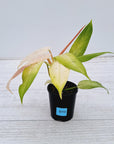Philodendron 'Whipple Way'