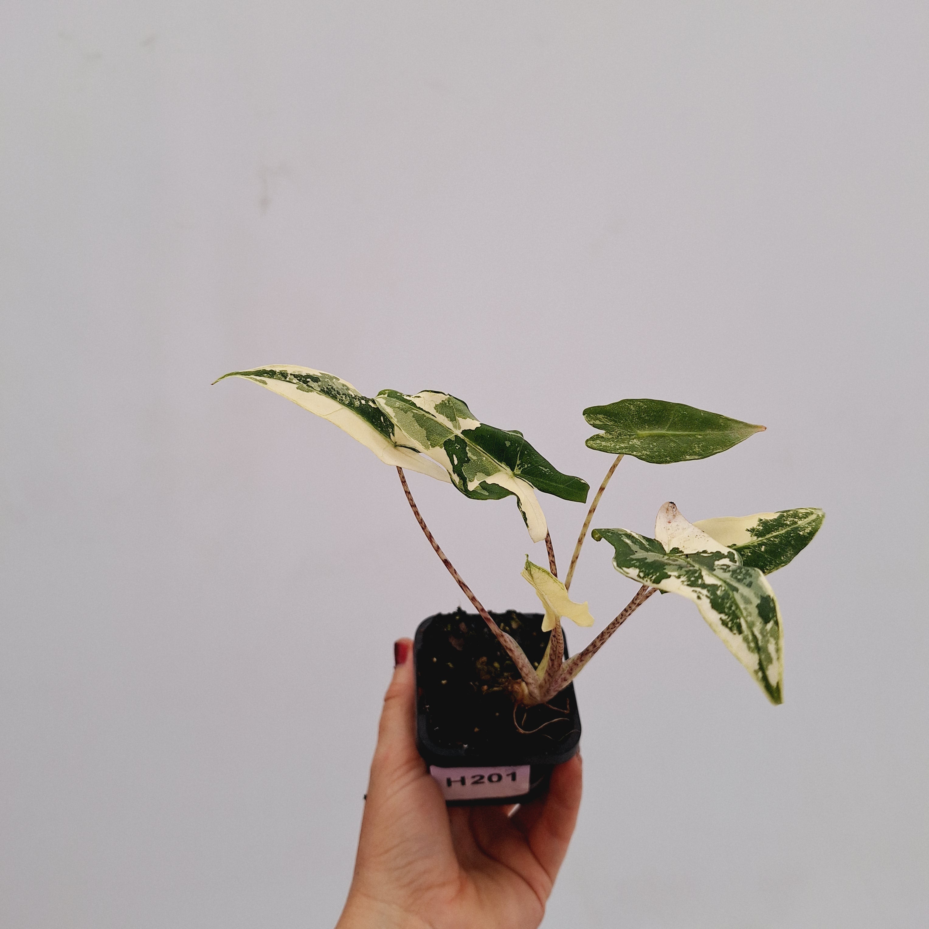 Alocasia sarian variegata