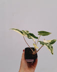 Alocasia sarian variegata
