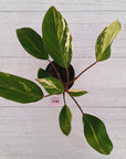 Homalomena Tropical Green Variegata -sale