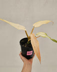Philodendron 'Whipple Way' SALE