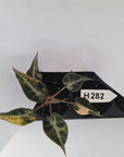 Alocasia Amazonica bambino Variegata - Bare Bottom Baby - SALE