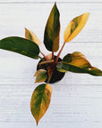 Philodendron 'Rojo Congo Variegated'