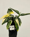 Monstera standleyana 'Cobra' - SALE