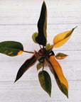 Philodendron 'Rojo Congo Variegated'
