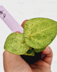 Anthurium 'Dark Phoenix' Variegata - Bare Bottom Baby