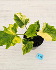 Philodendron bipinnatifidum variegata - SALE