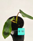 Philodendron spiritus-sancti