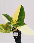 Philodendron imperial green variegata - SALE