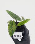 Alocasia scalprum 'Aurea' Variegata