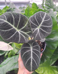 Alocasia reginula Black Velvet