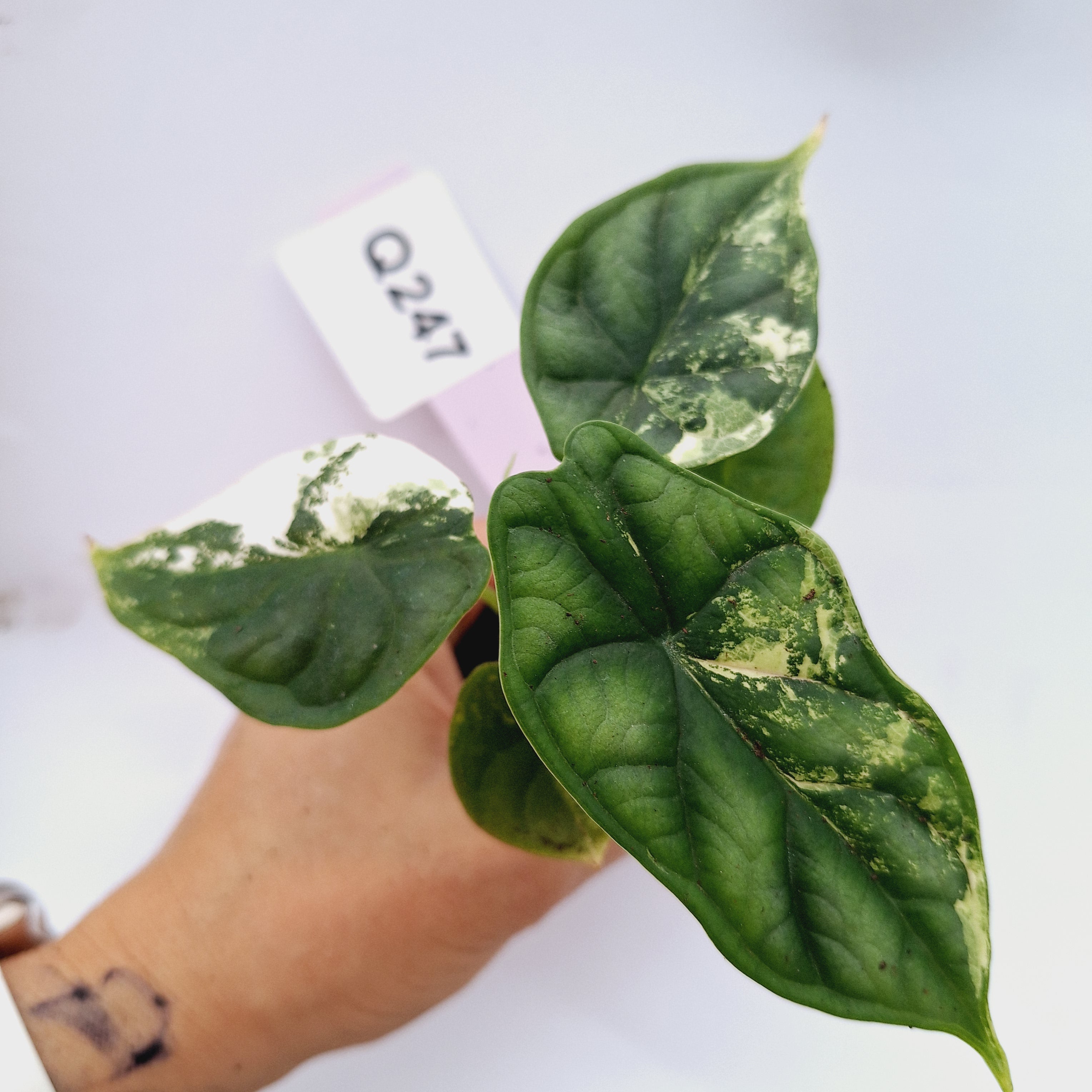 Alocasia Dragon Scale Variegata - Bare Bottom Baby