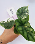 Alocasia Dragon Scale Variegata - Bare Bottom Baby
