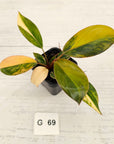 Philodendron 'Rojo Congo Variegated' - SALE