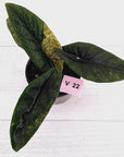Alocasia scalprum 'Mint'
