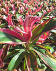 Cordyline fruticosa 'Burlesque'