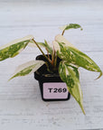 Philodendron gloriosum variegata