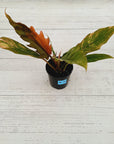 Philodendron serratum Caramel Marble