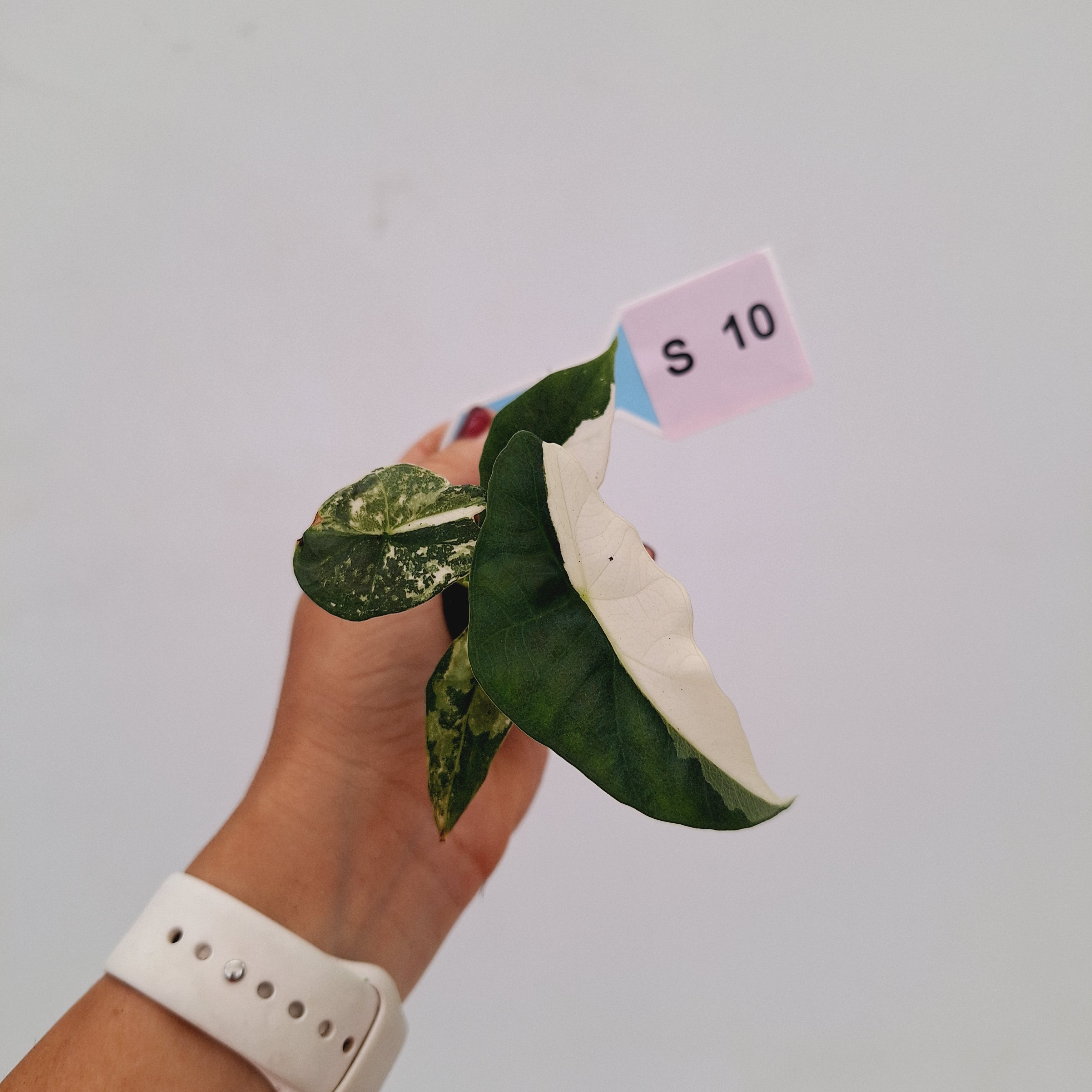 Alocasia 'Simpo' Albo Variegata- Bare Bottom Baby⁷