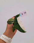 Alocasia 'Simpo' Albo Variegata- Bare Bottom Baby⁷