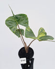 Alocasia macrorrhizos 'Stingray Aurea' Variegata