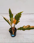 Philodendron serratum Caramel Marble