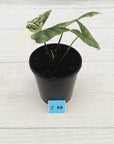 Alocasia ‘Simpo Albo’ Variegata - SALE