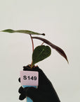 Alocasia Pink Dragon Variegata - Bare Bottom Baby