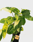Philodendron Burle Marx variegata