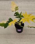 Philodendron warscewiczii 'Gold Variegata'