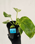 Philodendron giganteum Blizzard - SALE
