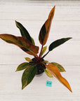 Philodendron 'Rojo Congo Variegated' 125mm - SALE