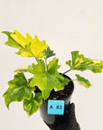 Philodendron bipinnatifidum variegata - SALE