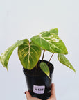 Philodendron gloriosum variegata