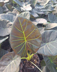 Alocasia Regal 'Shields'