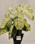 Rhaphidophora puberula variegata