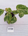 Philodendron gloriosum 'Snow Leopard'