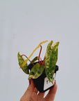 Philodendron billietiae Variegata
