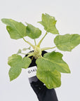 Philodendron warscewiczii Gold Variegata