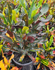Codiaeum variegatum Croton Mammy